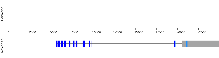 gene structure