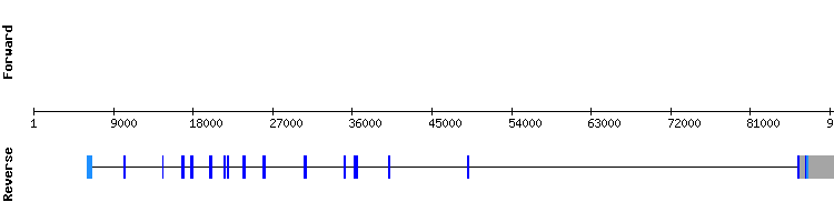 gene structure