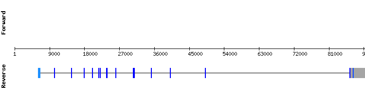gene structure