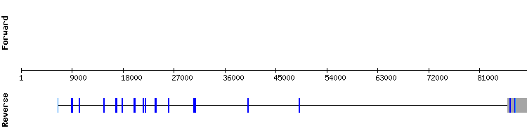 gene structure
