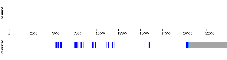 gene structure