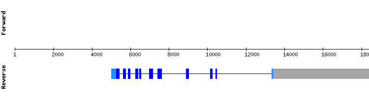 gene structure