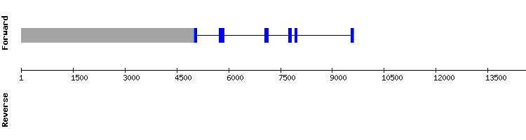 gene structure