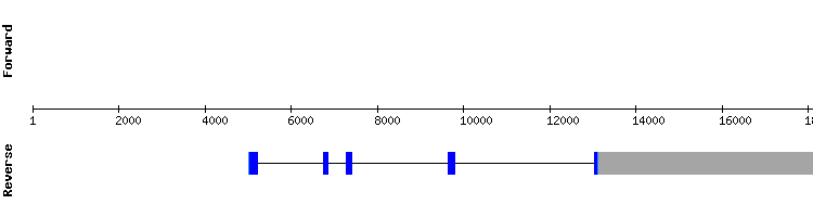 gene structure