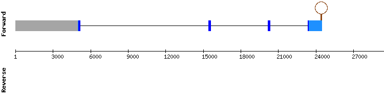 gene structure