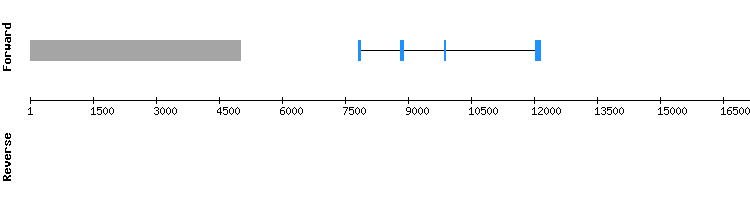gene structure