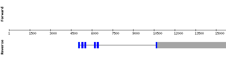 gene structure