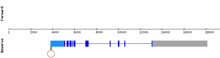 gene structure
