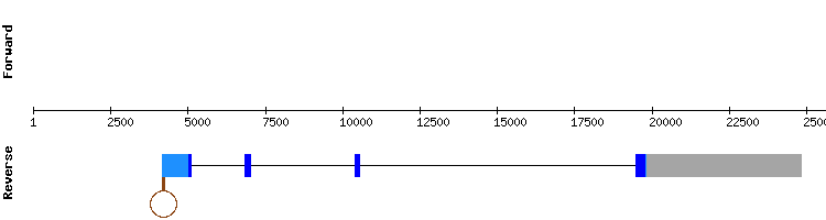 gene structure