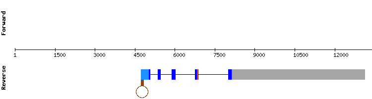 gene structure