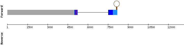 gene structure