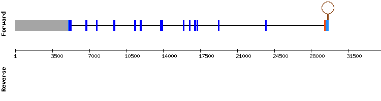 gene structure