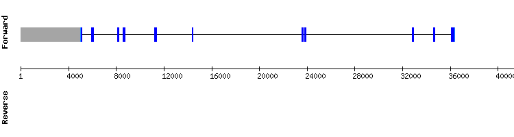 gene structure