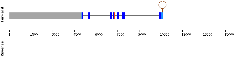 gene structure