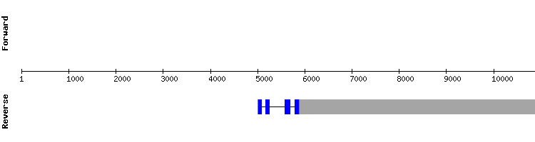 gene structure
