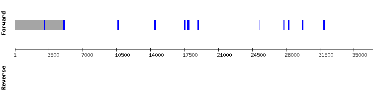 gene structure