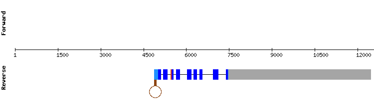 gene structure
