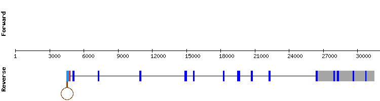 gene structure