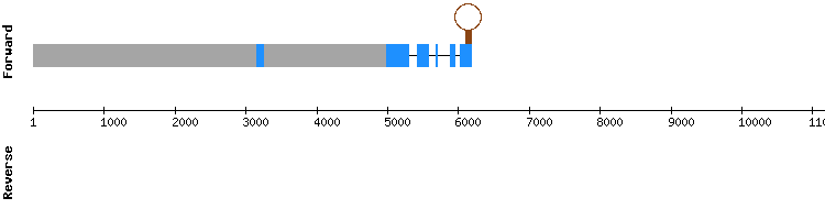 gene structure
