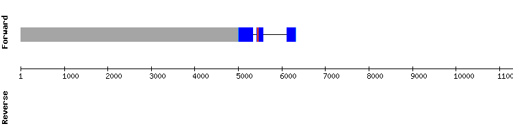 gene structure