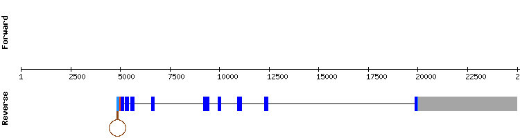 gene structure