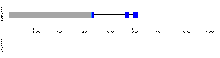 gene structure