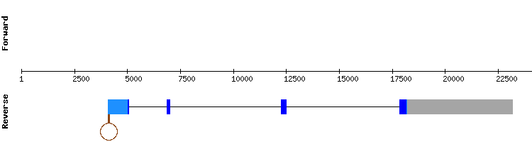 gene structure