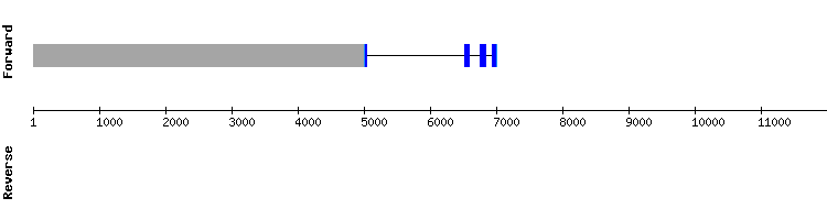 gene structure