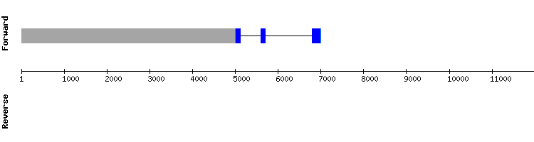 gene structure