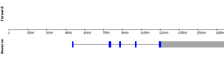 gene structure