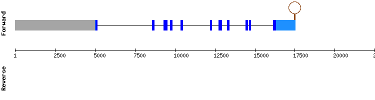 gene structure